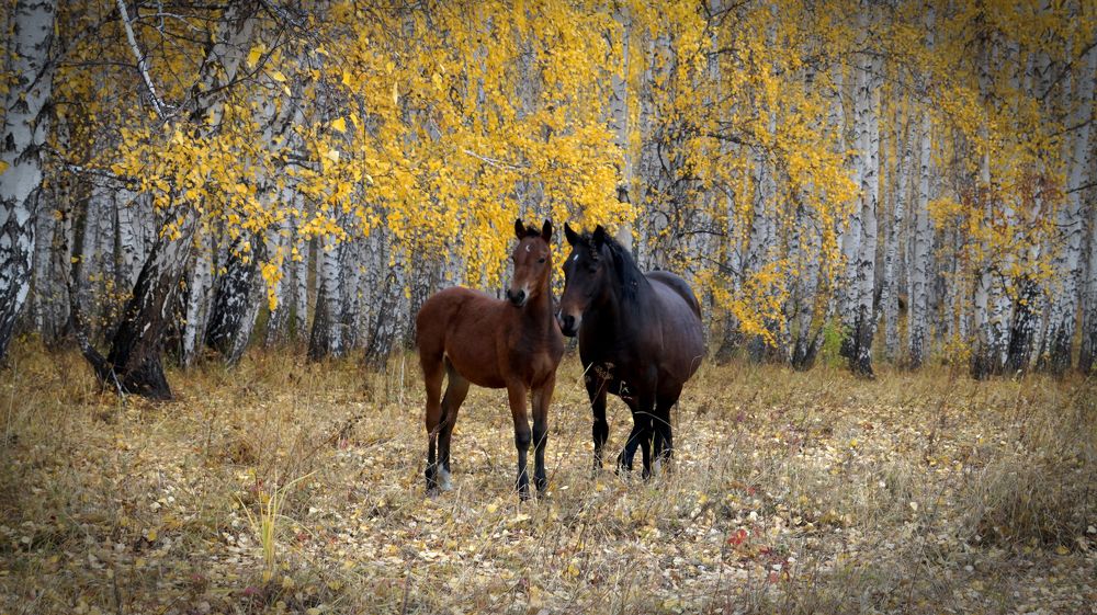 Photograph by Нияз Мирхайдаров
