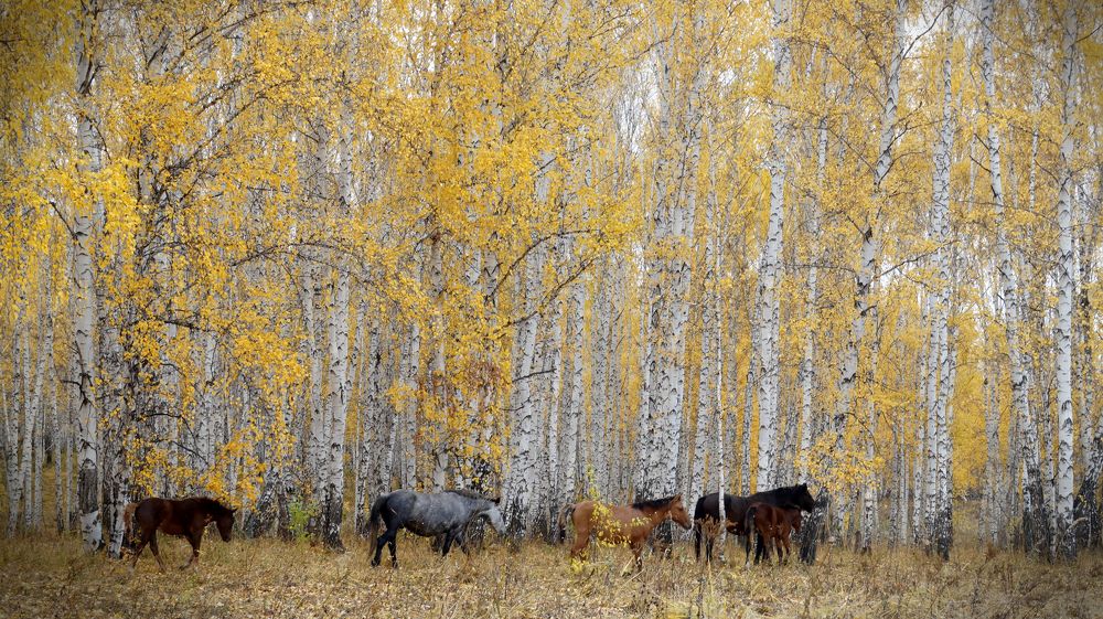 Photograph by Нияз Мирхайдаров