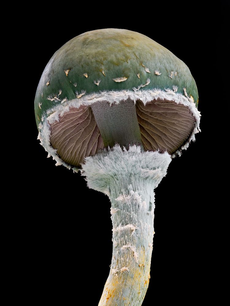 Stropharia aeruginosa.