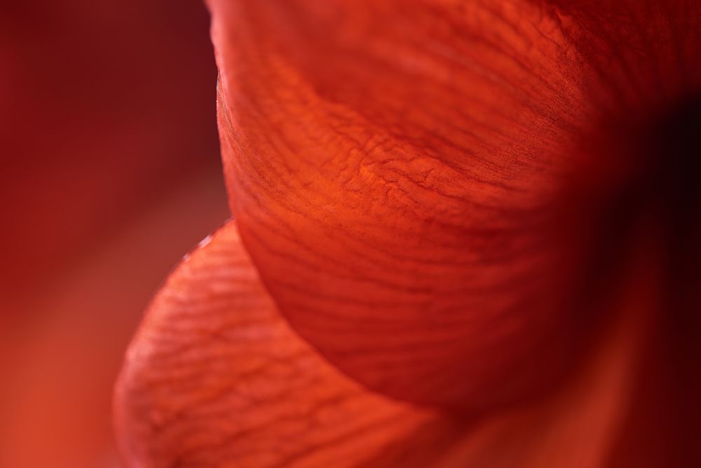 Photograph by Alla Matrosova