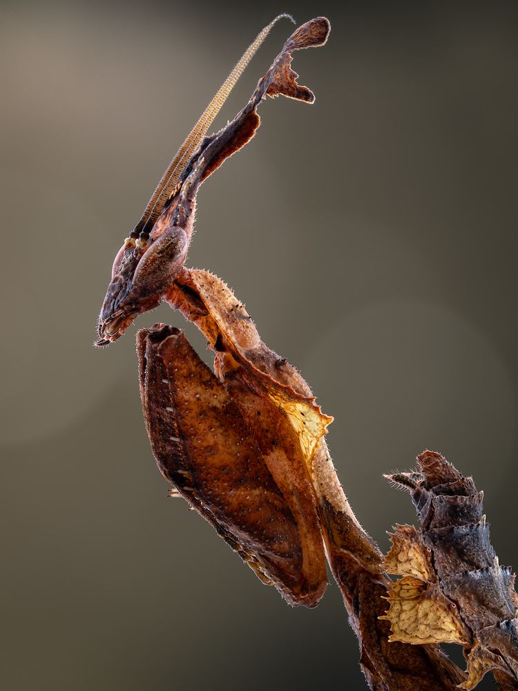 Phyllocrania paradoxa.