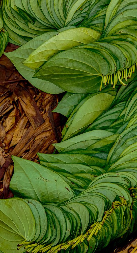 Photograph by Ranjith Rk