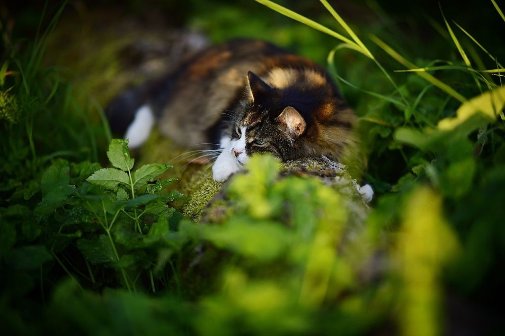 Photograph by Елена