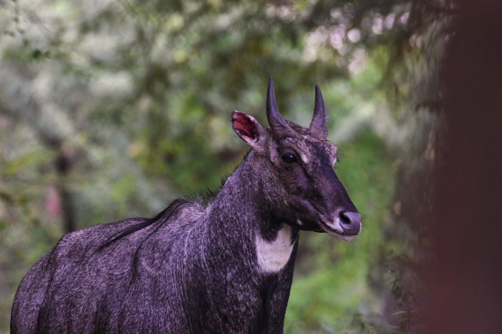 Nilgai @ Jhalana Leopard Reserve