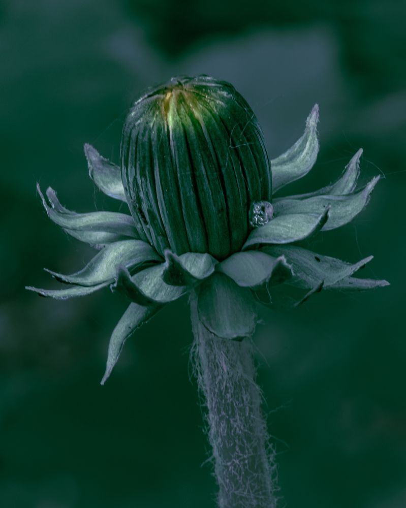 Photograph by Галина Суровицкая