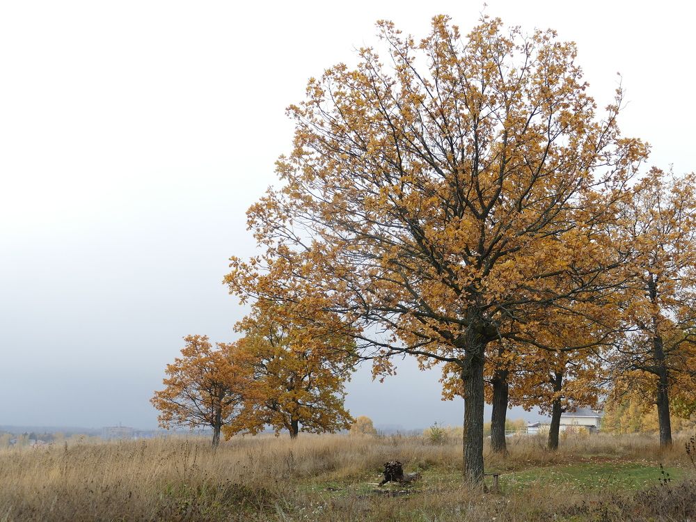 Photograph by Александр Кизим