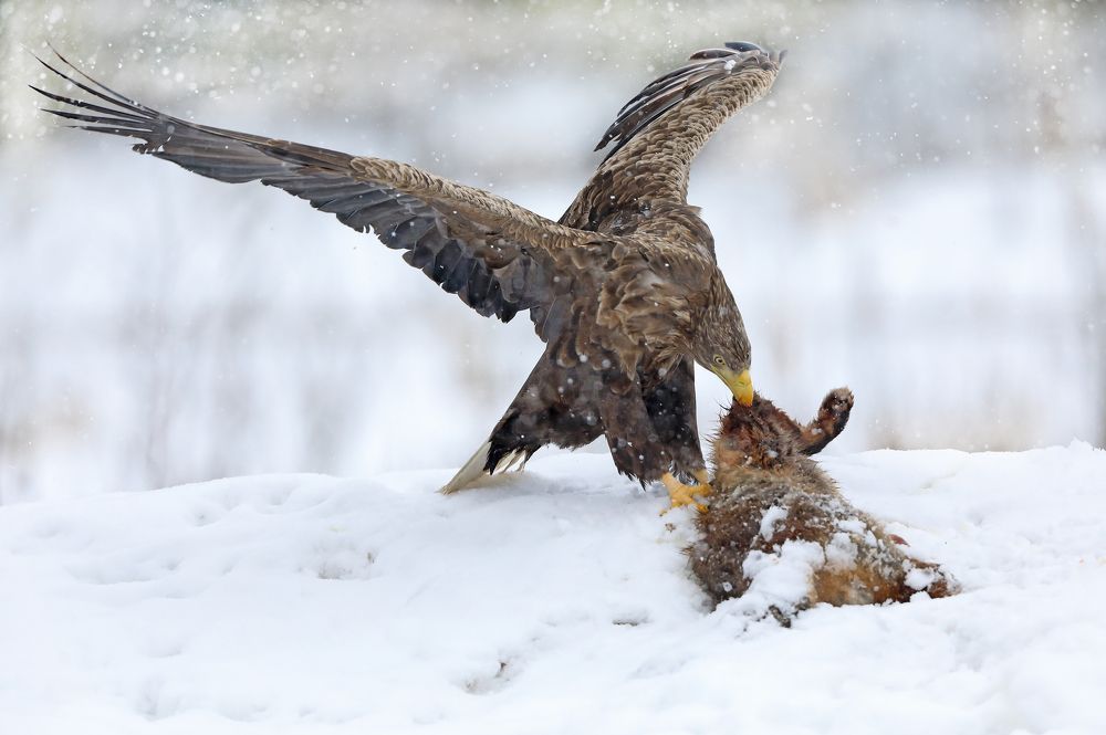 Фотография автора Александр Гусар
