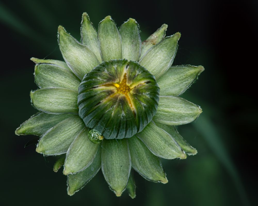 Photograph by Галина Суровицкая