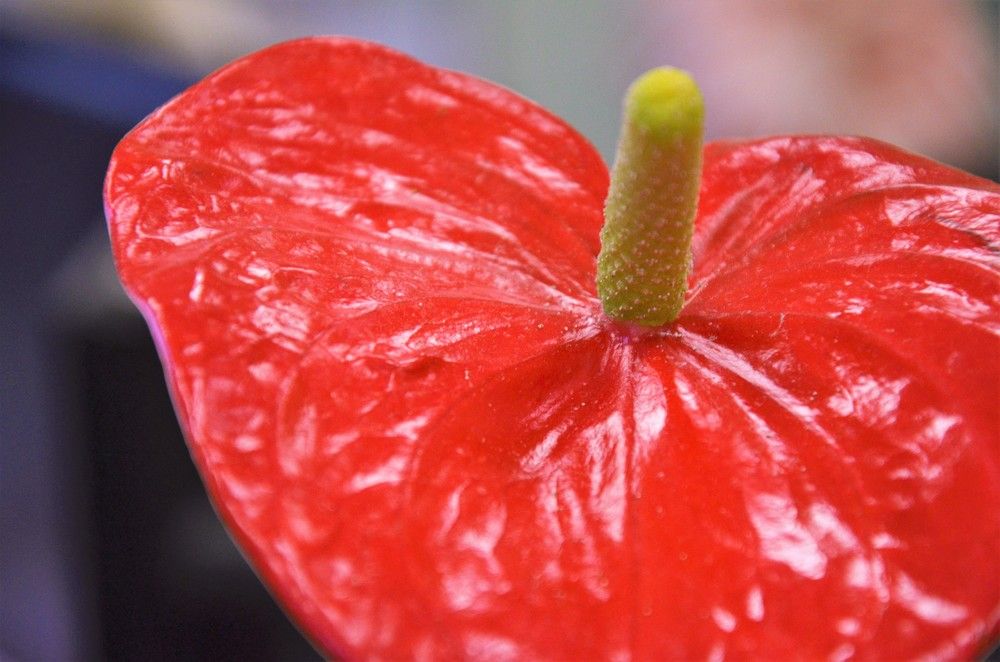 Photograph by Tatyana Semenova