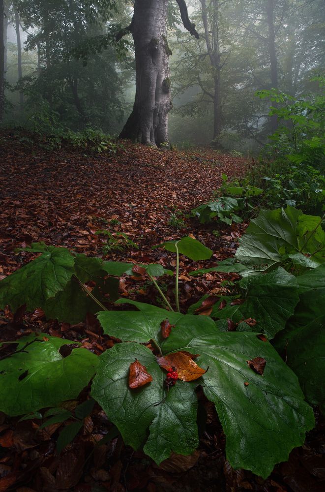 Photograph by Helen Vasilieva