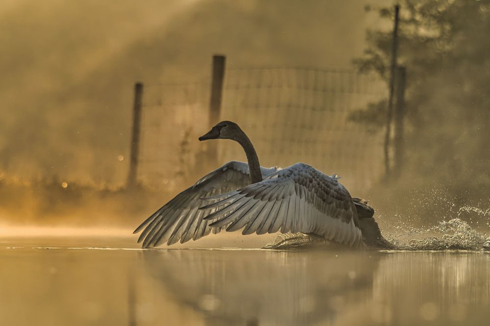 Photograph by Wendy Vanhoudt