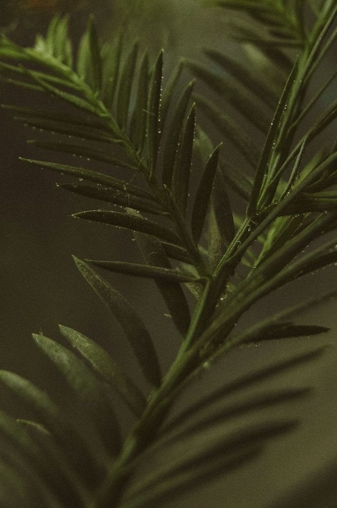 Photograph by Виктория Лавринович