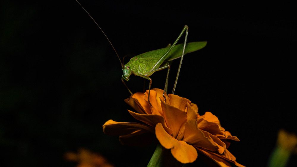 Ночная встреча.