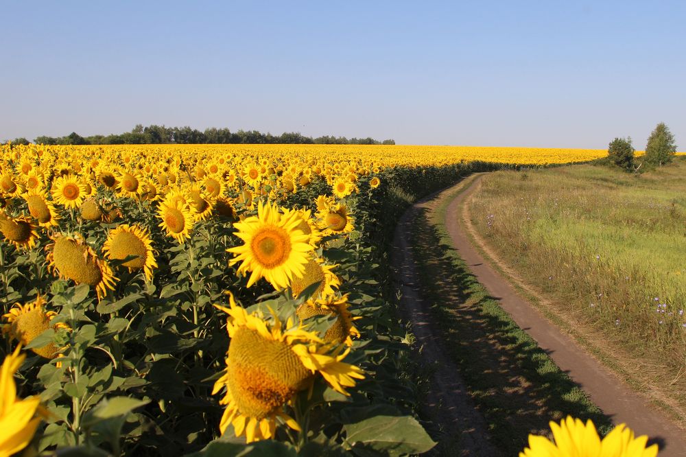 Лето, дорога на речку