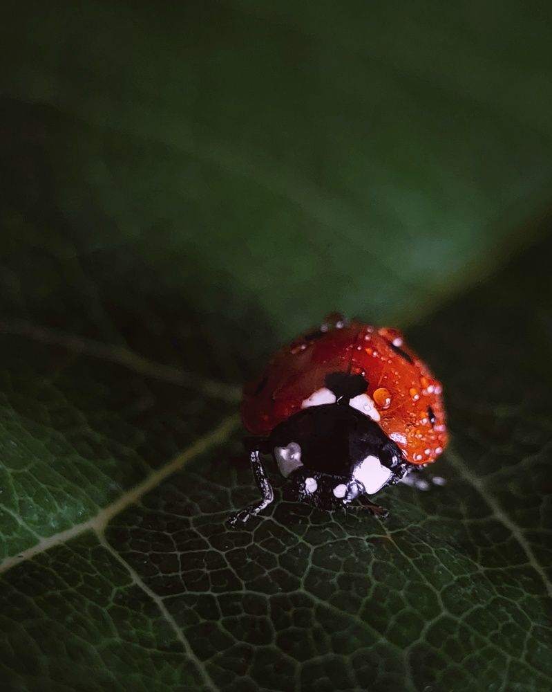 Photograph by Анна Чичилова