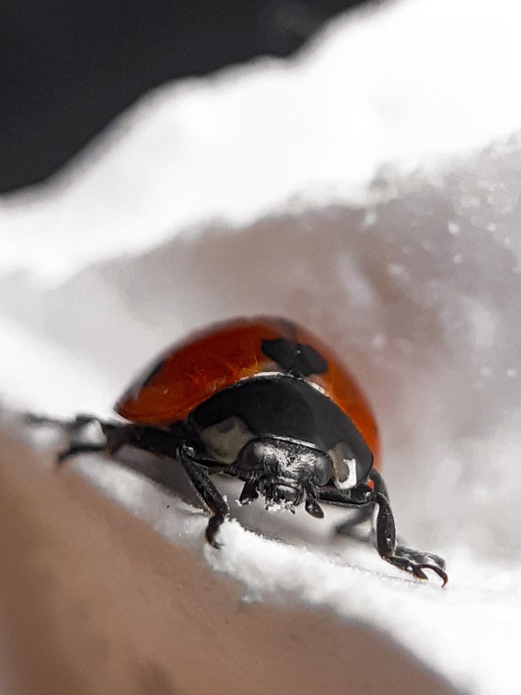 Photograph by Анна Чичилова