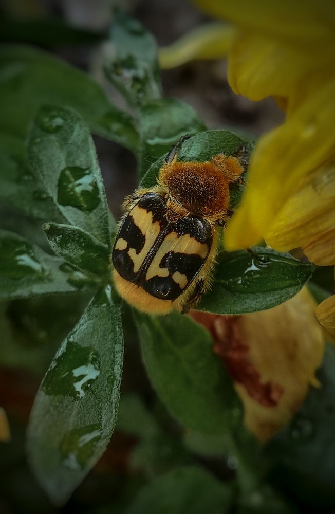 Photograph by Дина Чаица