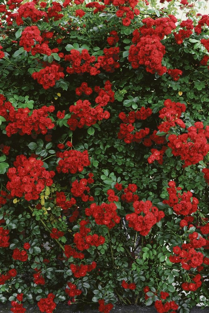 Photograph by Александр Гоцуляк