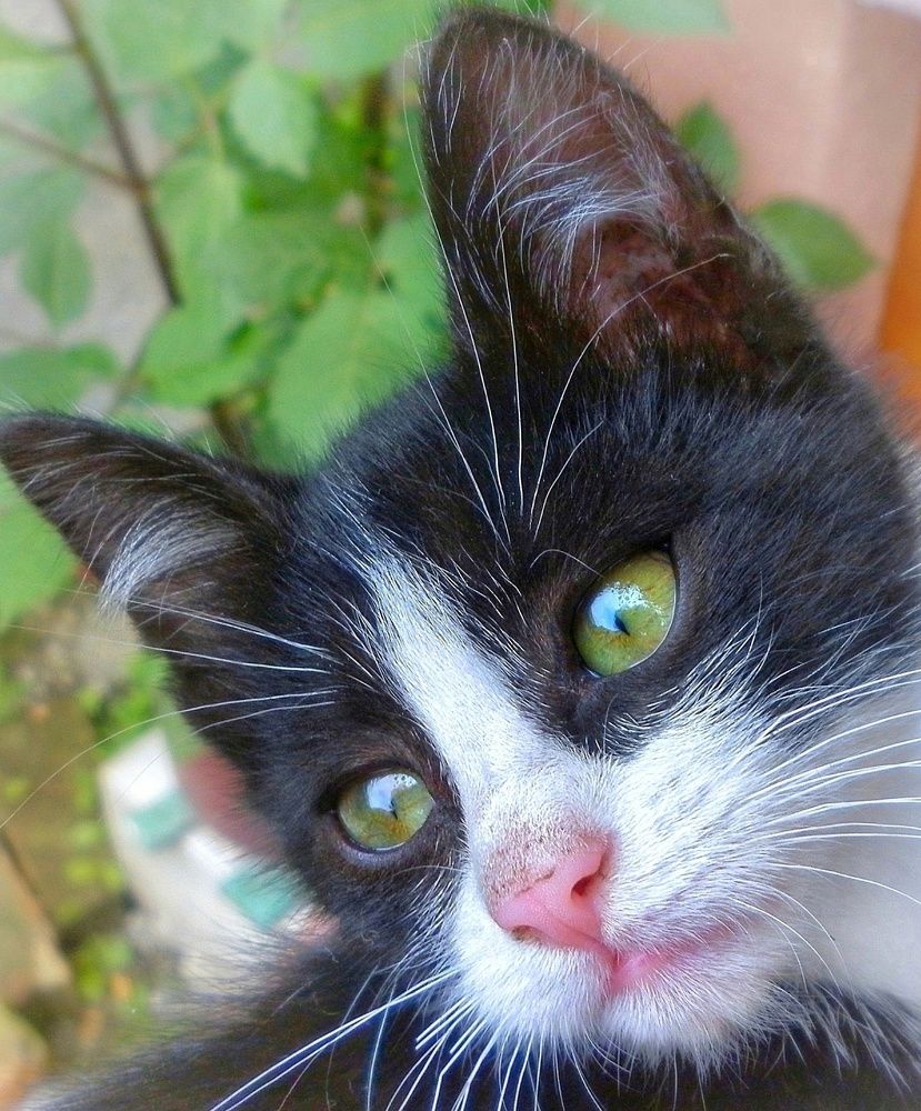 О чём мечтает кошечка?