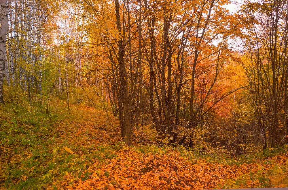 Photograph by Надежда Колеватова