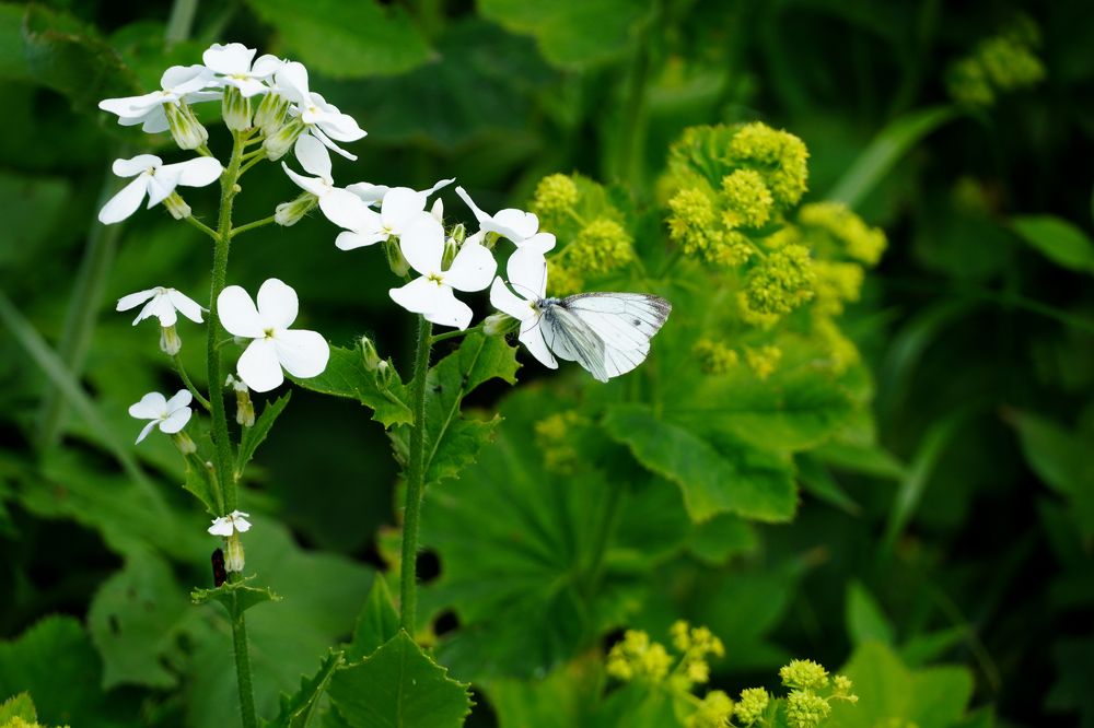 Завтрак на траве