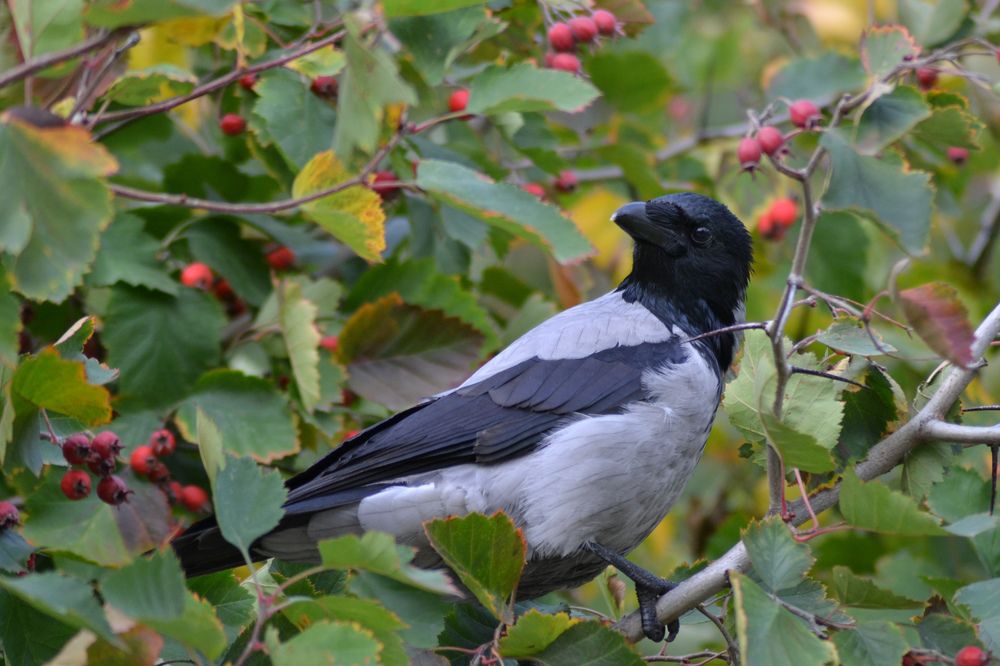 Photograph by александр фетисов