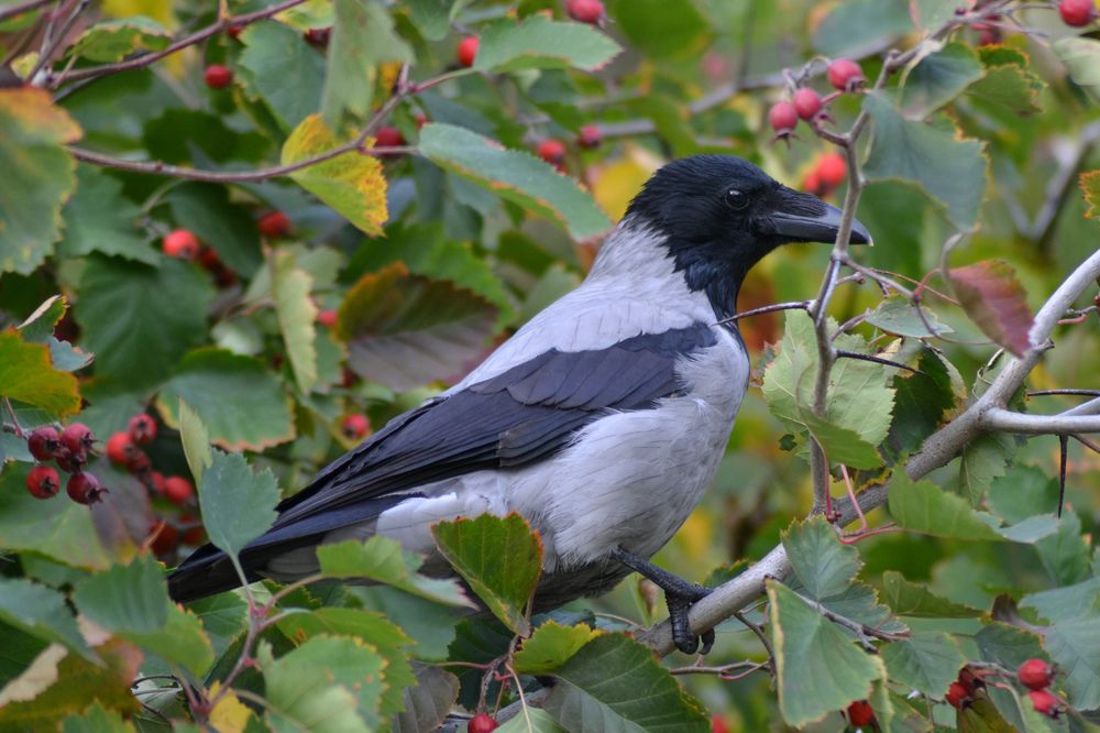 Ворона и боярышник