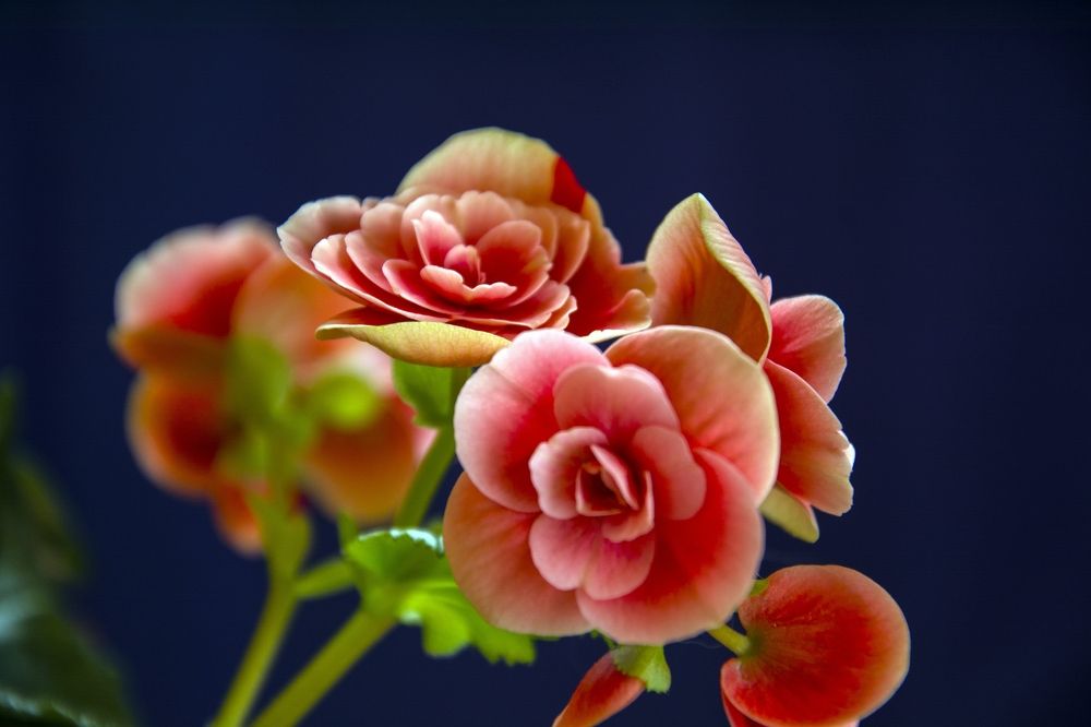 Photograph by Михаил Лавренков