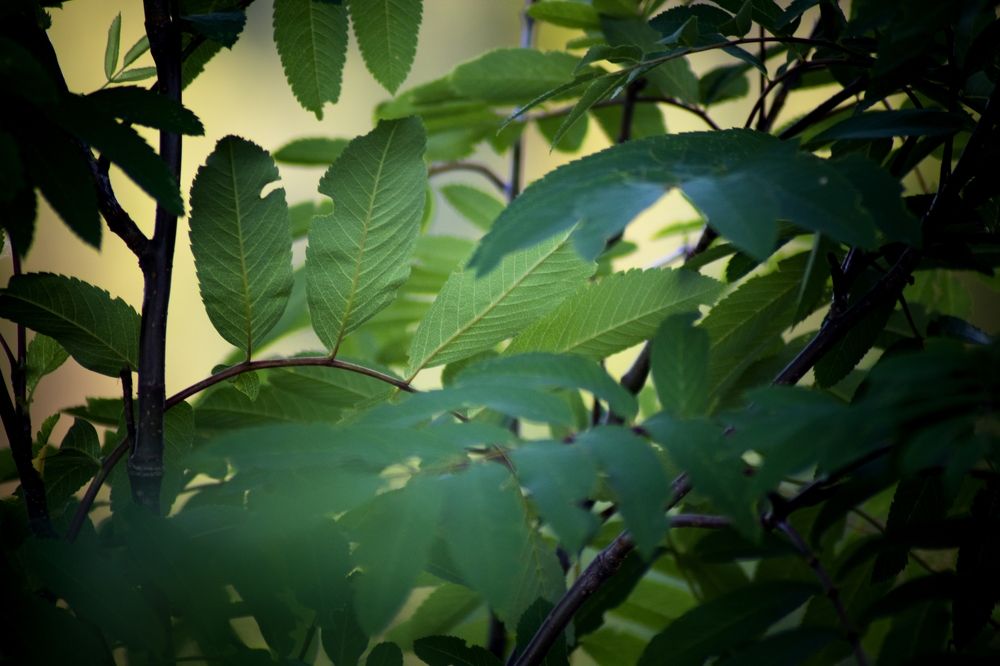 Photograph by Михаил Лавренков