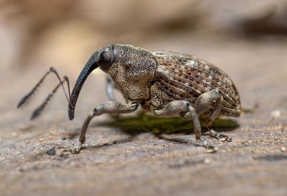 Photograph by Pasidu wasala