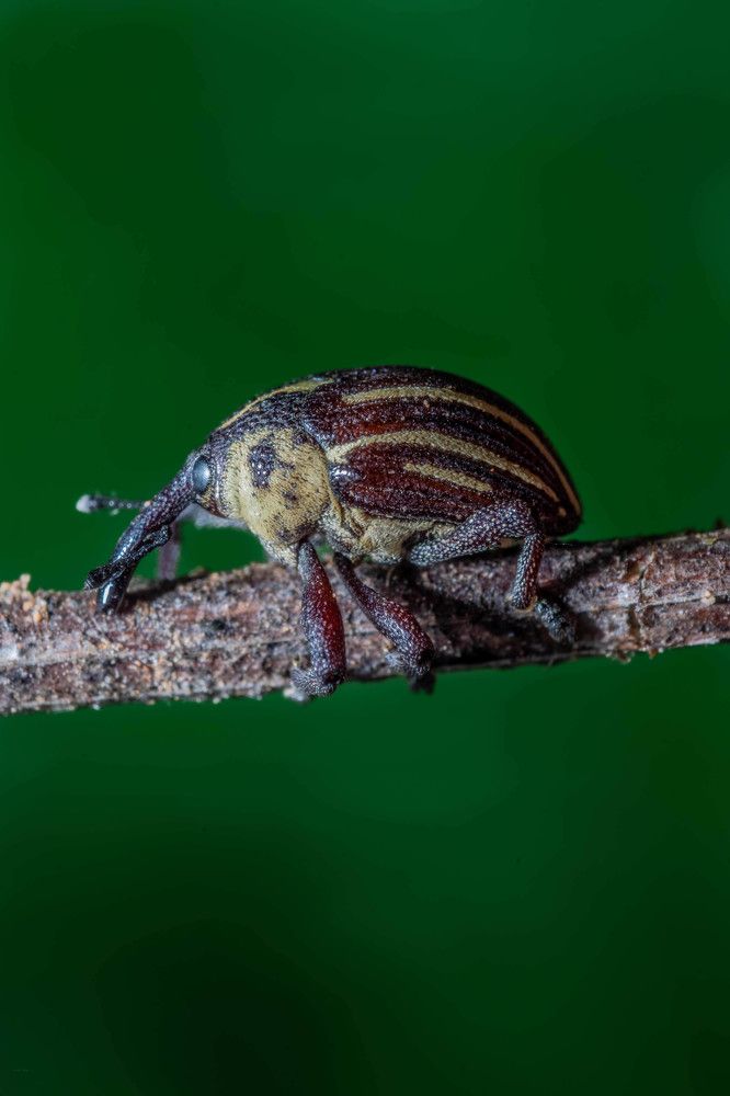 Photograph by Pasidu wasala