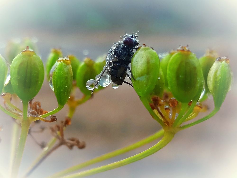 После дождя