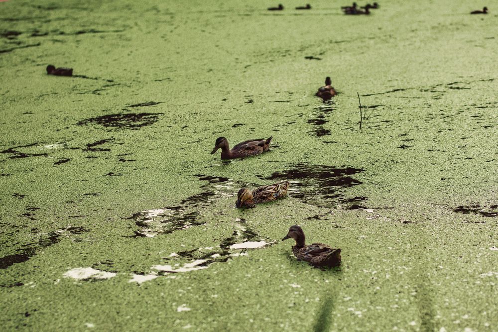 Photograph by Елена Тахтуева