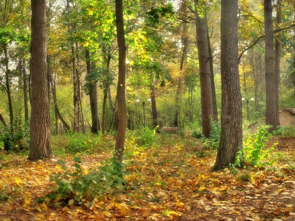 Осень в парке