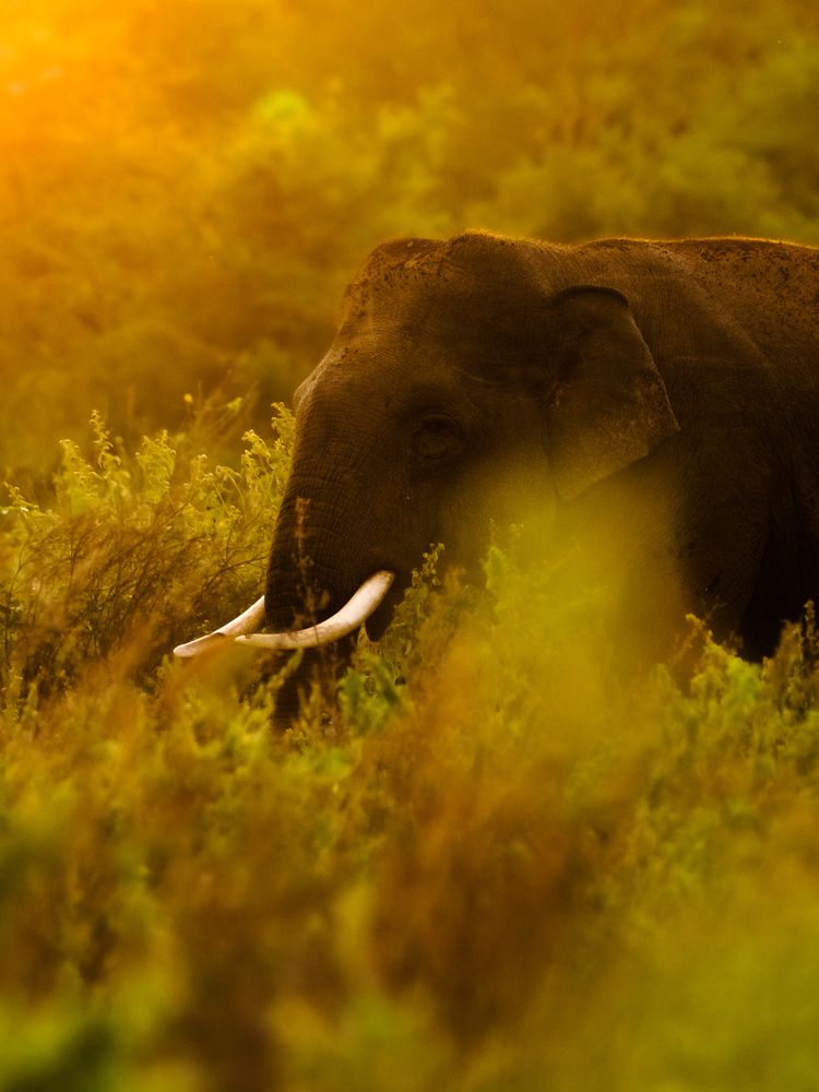 Photograph by Udaya K Jayasundara