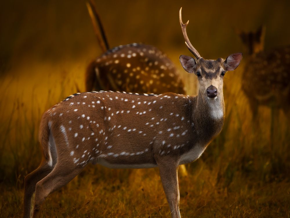 Photograph by Udaya K Jayasundara