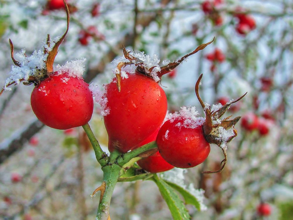 Photograph by Виктор Карпухин