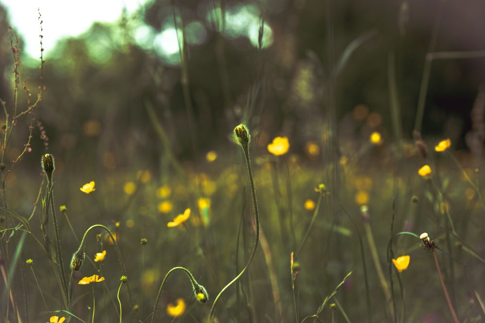 Photograph by Margarita Zakaryan