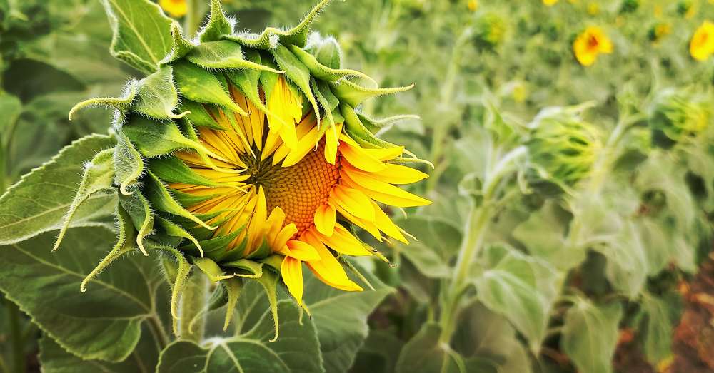 Фотография автора лада