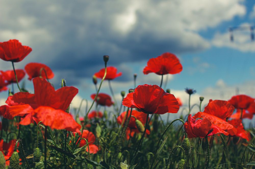 Фотография автора OXANA MARSOVA