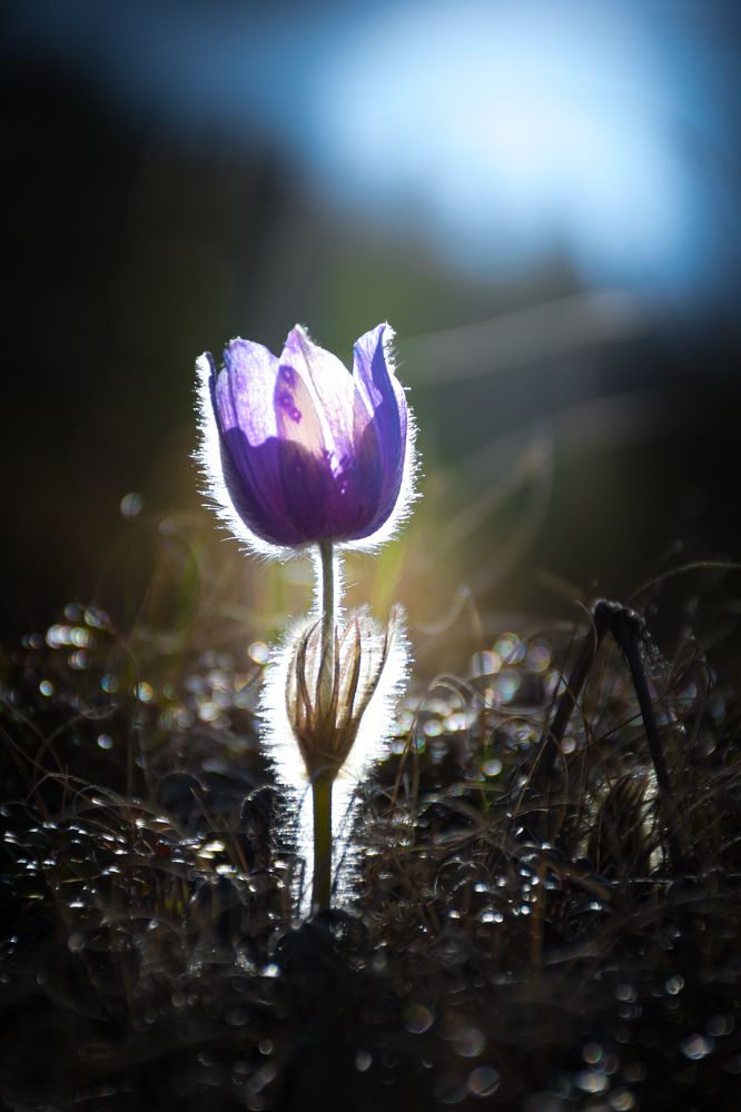 Прострел бошой