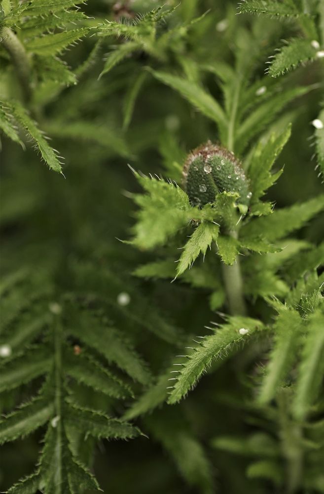 Photograph by Елена Одынец