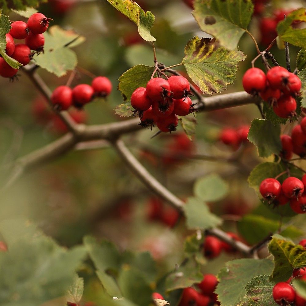 Photograph by Елена Одынец