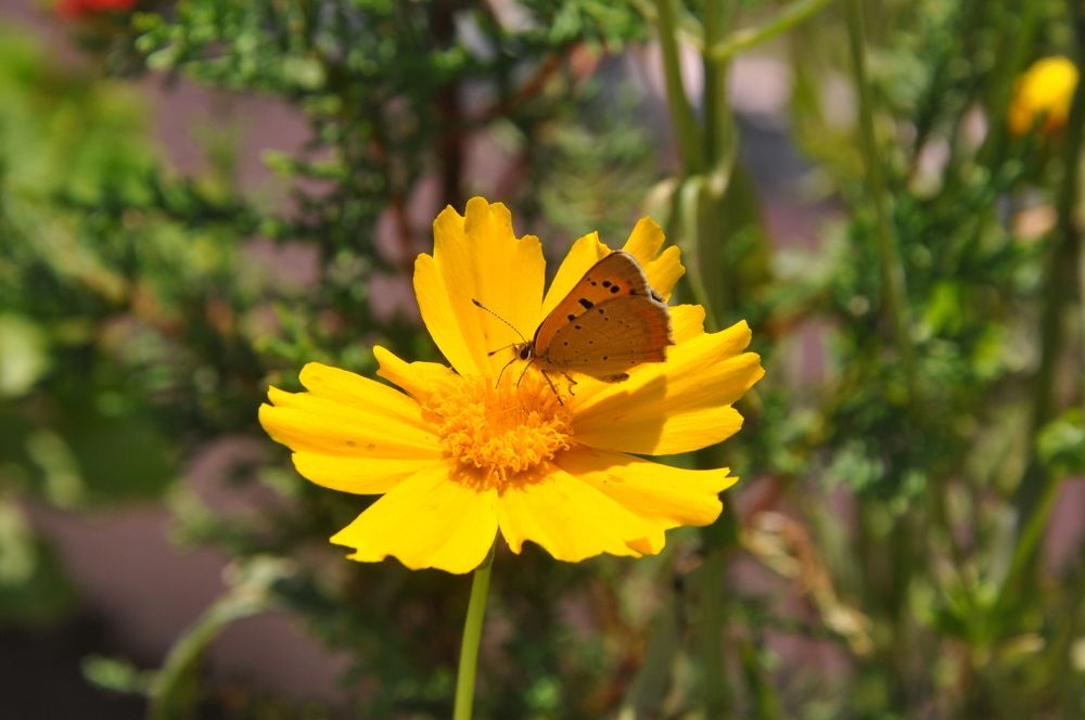 Photograph by SHARMA SANDEEP KUMAR SHARMA