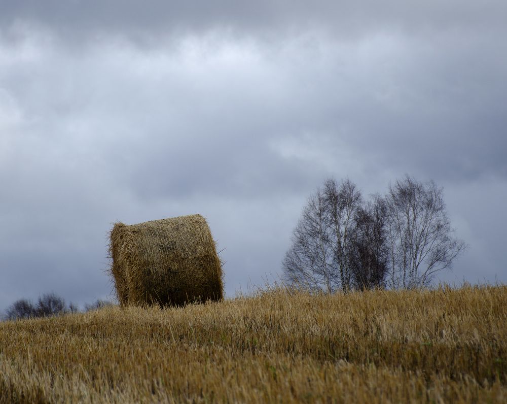 Photograph by Эльвира Быкова