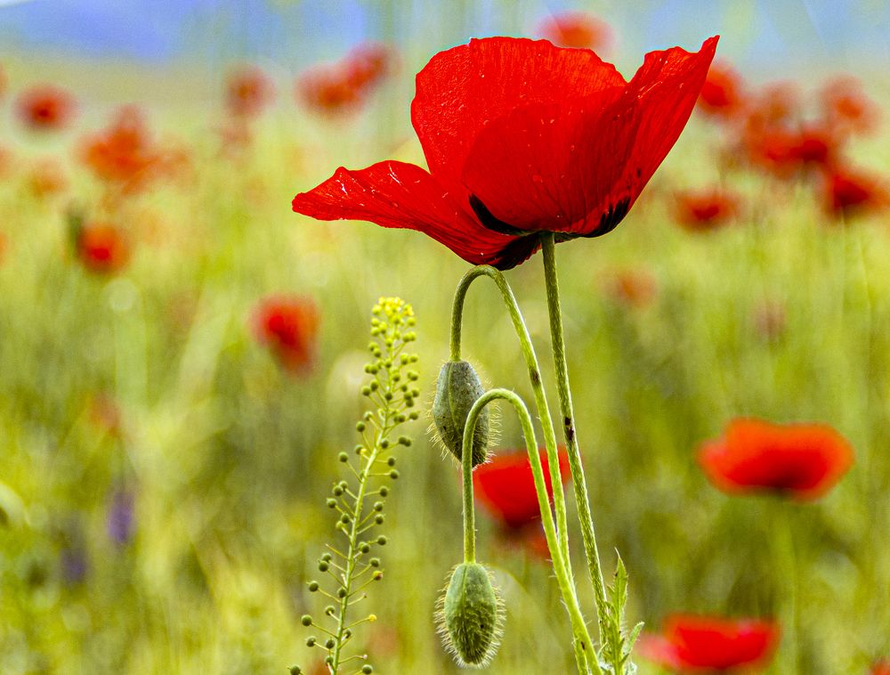 Photograph by Alex Kalpus