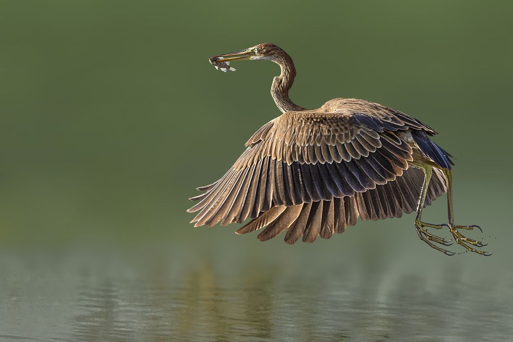 Фотография автора MOHAMED ISMAIL