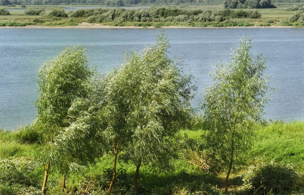 Фотография автора Gleb Kolobaev