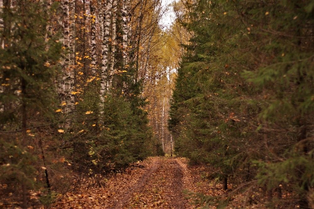 Photograph by Михаил Костыря