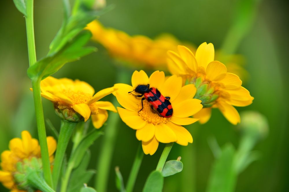 Photograph by Светлана Ивановна